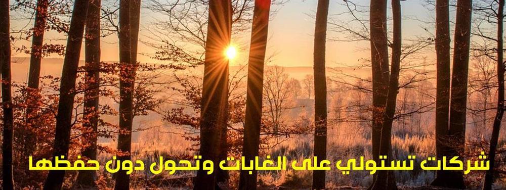 شركات تستولي على الغابات وتحول دون حفظها