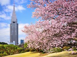 أزهار الساكورا تتفتح في اليابان