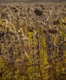 Ukraine's natural environment is another casualty of war. The damage could be felt for decades