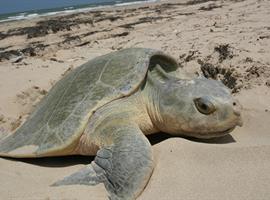 السلاحف البحرية بين الإنقراض والإنقاذ
