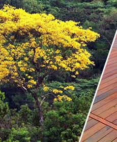 75 percent of exclusive hardwood may be illegally harvested 75 percent of exclusive hardwood may be illegally harvested