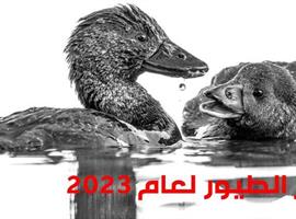 جائزة مصوِّر الطيور لعام 2023