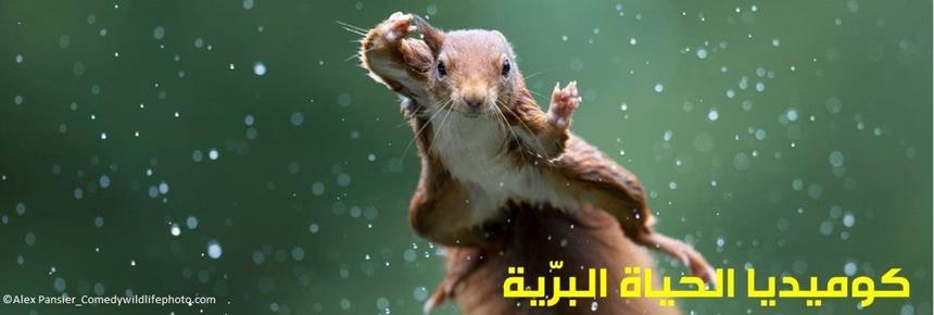 2022 Comedy Wildlife Photography Awards