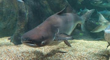 Discovery of six rare Mekong giant catfish in Cambodia raises hopes for endangered species Discovery of six rare Mekong giant catfish in Cambodia raises hopes for endangered species