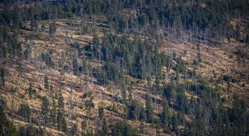 Carbon markets investor kicks off $1.5 billion Amazon protection plan in Davos Carbon markets investor kicks off $1.5 billion Amazon protection plan in Davos