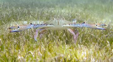 'A hidden treasure': Scientists rally to protect the Gulf's overlooked seagrass meadows 'A hidden treasure': Scientists rally to protect the Gulf's overlooked seagrass meadows