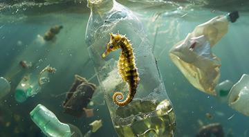 Scientists in Japan develop plastic that dissolves in seawater within hours