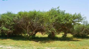 In Iraq, water crisis leaves farmers clinging to sidr trees