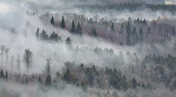 Fog harvesting could provide water for arid cities Fog harvesting could provide water for arid cities