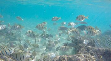 Conservation group expands Hawaii coral reef insurance programme