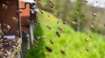 Colombian scientists develop supplement to protect bees from pesticides Colombian scientists develop supplement to protect bees from pesticides