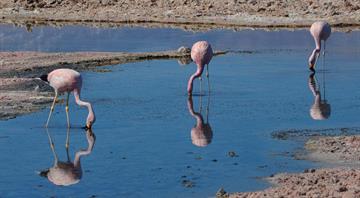 Chilean scientists track flamingos by satellite to preserve dwindling population Chilean scientists track flamingos by satellite to preserve dwindling population
