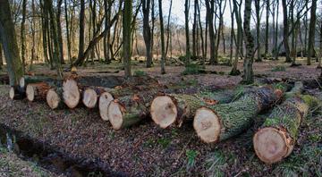 Indonesia, Malaysia to visit Brussels over concern about EU deforestation law Indonesia, Malaysia to visit Brussels over concern about EU deforestation law