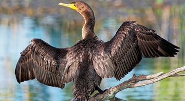 Abu Dhabi welcomes two million migratory birds each year Abu Dhabi welcomes two million migratory birds each year