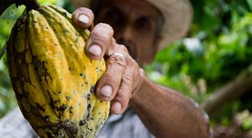 Ghana begins pilot program to trace cocoa as EU deforestation law looms, official says Ghana begins pilot program to trace cocoa as EU deforestation law looms, official says