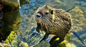 Rodent for dinner? US residents encouraged to eat invasive nutria Rodent for dinner? US residents encouraged to eat invasive nutria