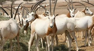 Abu Dhabi saves Scimitar-horned Oryx from extinction in Chad Abu Dhabi saves Scimitar-horned Oryx from extinction in Chad