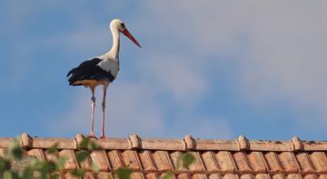 Rewilding plan aims to bring majestic white storks to London Rewilding plan aims to bring majestic white storks to London
