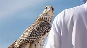 UAE releases 63 falcons into the wilds of Kazakhstan