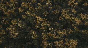 Deforestation in Brazil's Amazon down 30% in February