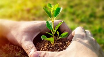 Forest restoration is booming but biodiversity isn’t Forest restoration is booming but biodiversity isn’t