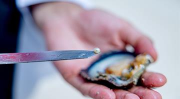 Environment Agency–Abu Dhabi launches first-of-its-kind project in Gulf Region to survey, evaluate and restore traditional oyster habitats