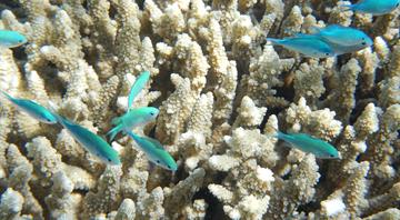 Fish learn how to survive in warming Arabian Gulf Fish learn how to survive in warming Arabian Gulf