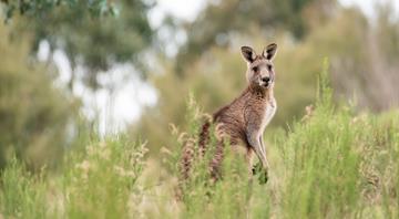 Australia’s environment could be fixed and threatened species saved for just 0.3% of GDP, experts say