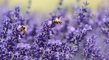 Rising ozone is harming the important work of pollinators Rising ozone is harming the important work of pollinators