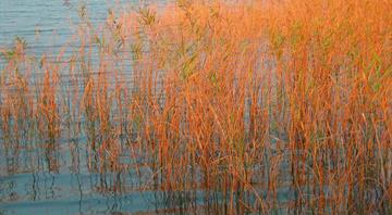 Battling climate change, Japan looks to seagrass for carbon capture