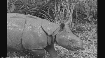 Indonesia welcomes birth of endangered Javan rhino calf Indonesia welcomes birth of endangered Javan rhino calf