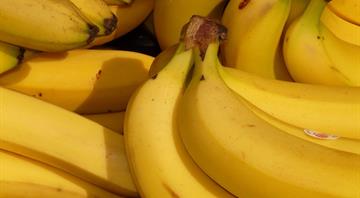Climate crisis threatens the banana, the world’s most popular fruit, research shows Climate crisis threatens the banana, the world’s most popular fruit, research shows