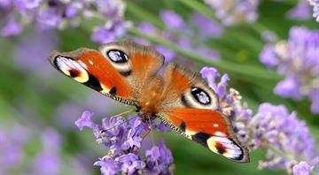 Wildlife charity declares 'butterfly emergency' Wildlife charity declares 'butterfly emergency'