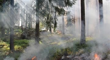 UK's rarest wildlife being 'pushed to extinction' by grass fires UK's rarest wildlife being 'pushed to extinction' by grass fires