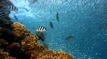 World leaders call on nations to swiftly ratify U.N. ocean treaty World leaders call on nations to swiftly ratify U.N. ocean treaty