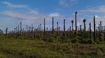 Can the production of palm oil ever be environmentally sustainable?