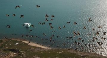 Arctic nightlife: seabird colony bursts with sound at night