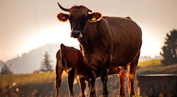 Methane Emissions from the World’s Biggest Meat Companies Are Bigger Than From Major Oil and Gas Companies Methane Emissions from the World’s Biggest Meat Companies Are Bigger Than From Major Oil and Gas Companies