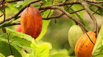 Extreme weather expected to cause food price volatility in 2025 after cost of cocoa and coffee doubles Extreme weather expected to cause food price volatility in 2025 after cost of cocoa and coffee doubles