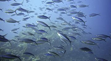 Greece to spend 780 mln euros to protect marine biodiversity, PM says
