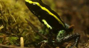 Colombia's critically endangered species number more than doubles in 7 years