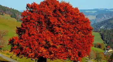 Climate Change Slowly Killing Europe’s Beech Forests Climate Change Slowly Killing Europe’s Beech Forests