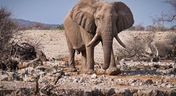 Saving ‘old and wise’ animals vital for species’ survival, say scientists Saving ‘old and wise’ animals vital for species’ survival, say scientists