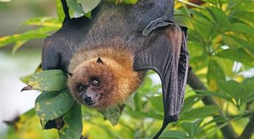 Scientists fear this ‘cute’ and ‘chonky’ flying fox could be one cyclone away from extinction