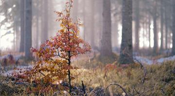 Carbon offset setback risks corporate backtrack on climate goals