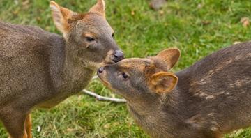 Rare pudu birth in Argentina sparks conservation hopes for tiny enigmatic deer Rare pudu birth in Argentina sparks conservation hopes for tiny enigmatic deer