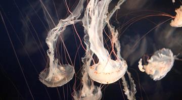 Marine parks bring global boost for fish and finances