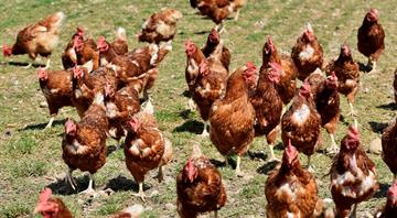 Retired hens revitalise Cyprus olive groves Retired hens revitalise Cyprus olive groves