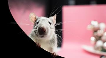 Climate change fuels rat populations in cities worldwide Climate change fuels rat populations in cities worldwide
