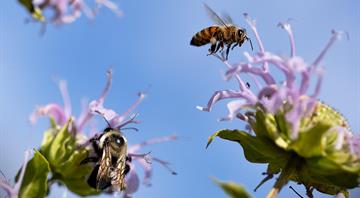 Bees face new threats from wars, street lights and microplastics, scientists warn Bees face new threats from wars, street lights and microplastics, scientists warn